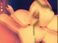 Bands to keep on your radar: Dead&nbsp;Cassette